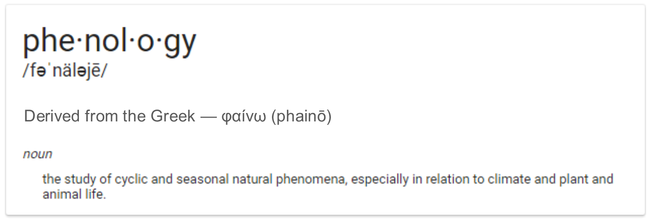 definition of Phenology