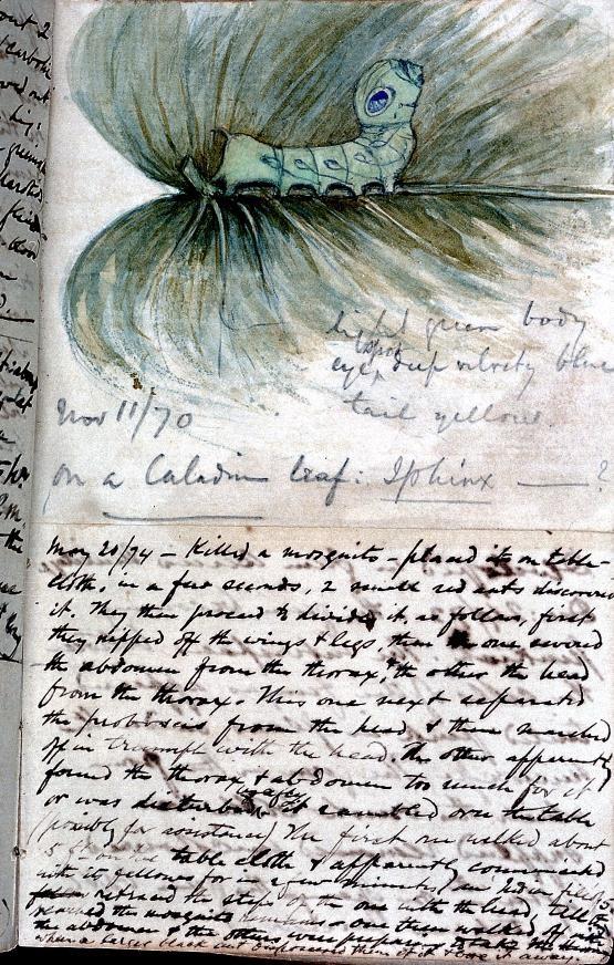 Page from a notebook with hand-penned lines of script and a hand-colored illustration of a caterpillar on a leaf.