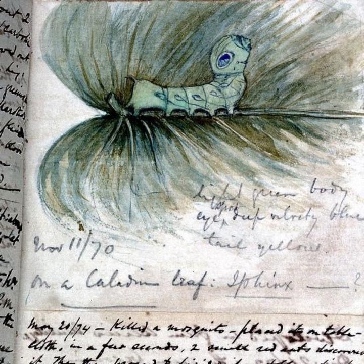 A page of a field notebook has a colored illustration of a caterpillar on a leaf, with hand-written notes
