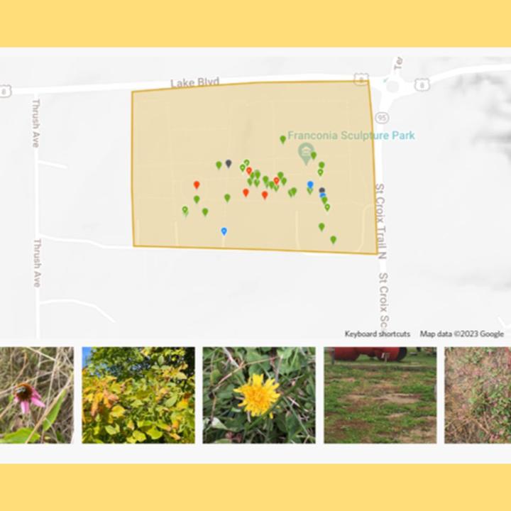 Screengrab from iNaturalist showing a map of Franconia Sculpture Park (tan rectangular shape). Below that is a row of thumbnail images of plants