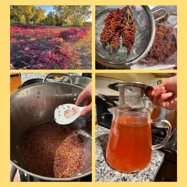 Four photos showing a hedge of sumac, sumac fruits in a strainer, a beverage being made on the stovetop, and a pitcher full of orange-pink liquid